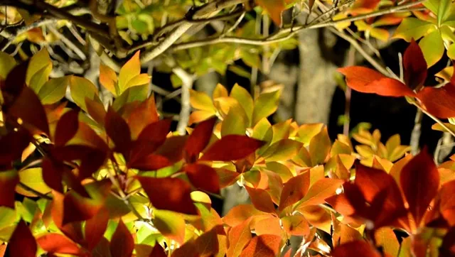 Mensch lacht aus vollem Herzen